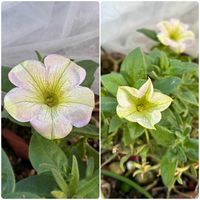 ペチュニア,おうち園芸,小さな庭の画像