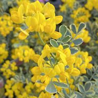 イベリス,イベリス,マリーゴールド,マリーゴールド,コロニラ バレンティナ バリエガーターの画像