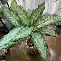 ディフェンバキア,ディフェンバキア ティキ,リビング・ダイニングの画像