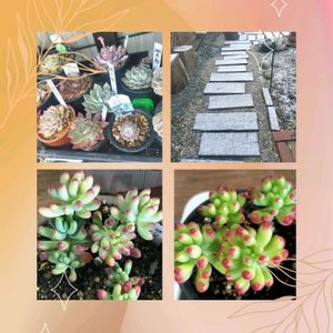 乙女心,ルビーティント,多肉植物,多肉棚,癒しの画像