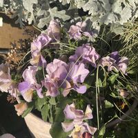 シロタエギク,ビオラ,カルーナ,カレックス フロステッドカール,プチトリアノン・ローランサングレーの画像