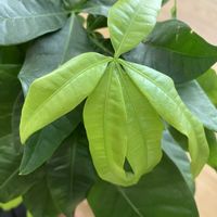 パキラ,パキラ　ムーンライトの画像