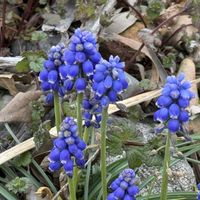 ムスカリの画像