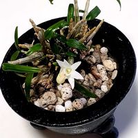 セッコク,信濃石斛 生坂極姫,ラン科,洋室,信濃セッコクの画像