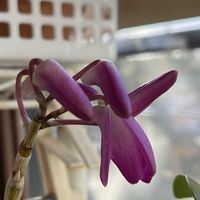 リンコスティリス,デンドロビュウムオリエンタルスプリット,花芽,花のある暮らし,蘭が好きの画像