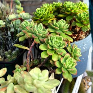 癒される,no green no life,癒し空間,多肉のある暮らし,多肉植物のある暮らしの画像