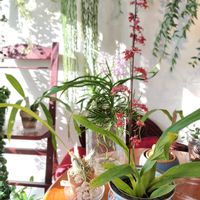 オンシジウム,オンシジウム シャーリーベイビーの画像