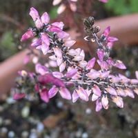 カルーナ,カルーナ,カルーナ,iphone11の画像