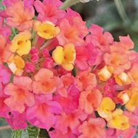 ランタナ,ランタナ,ランタナ,ランタナ,ランタナの画像