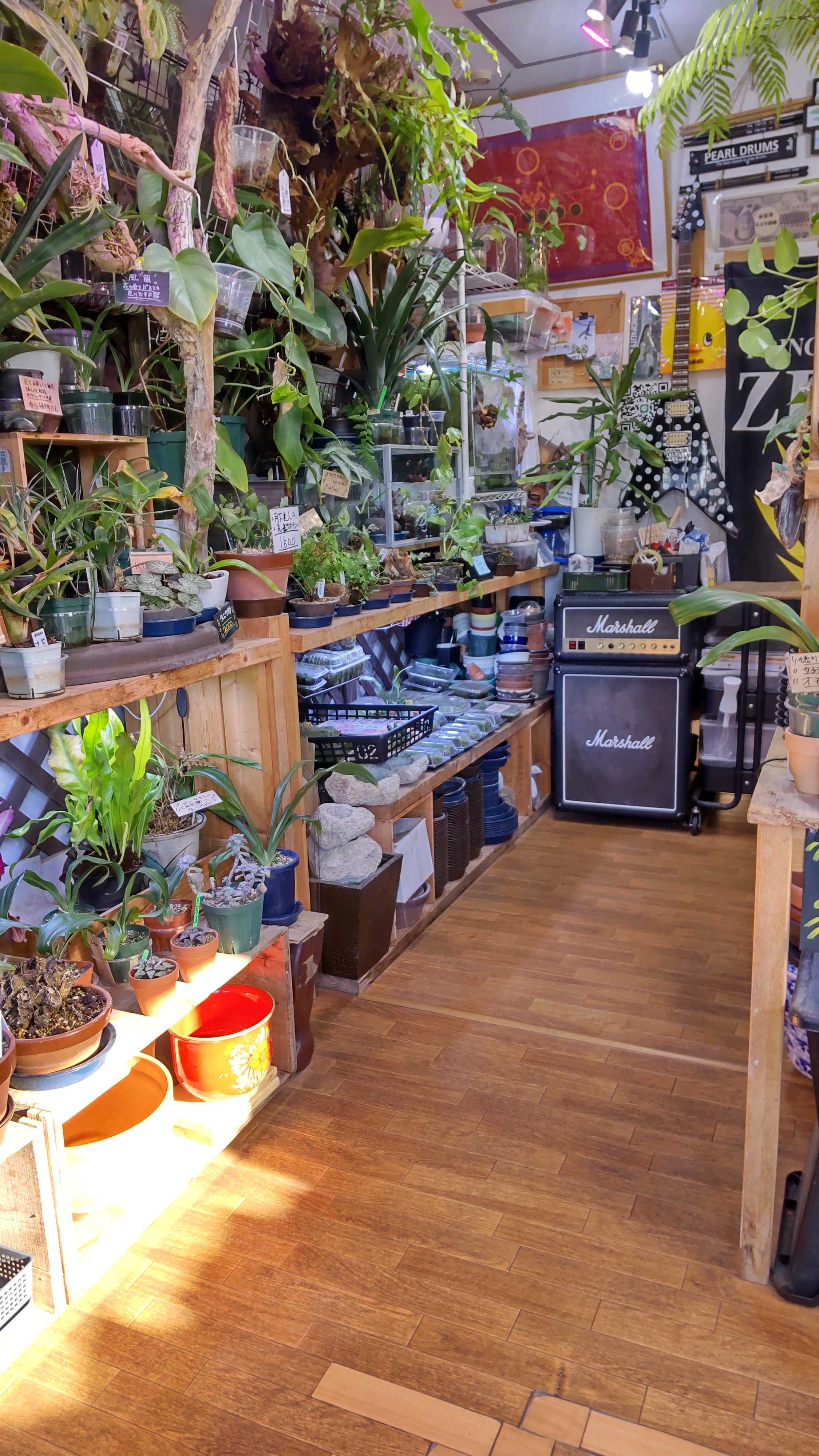 リドレイの向きと板付直しについて ビカクシダの森