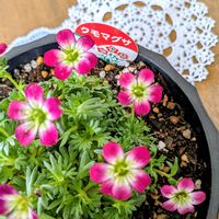 クモマグサ,花のある暮らし,ありがとう❤️,花に魅せられて,クッキーMさんのレース編みの画像