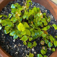 フィカス・プミラ,プミラ,庭の画像