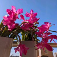 シャコバサボテン,シャコバサボテン,デンマークカクタス,ベランダの画像