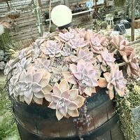 朧月,多肉植物,ガーデニングの画像