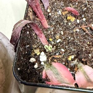 多肉植物,葉挿し,ガーデニング,アエオニウム,アエオニウム葉挿しの画像