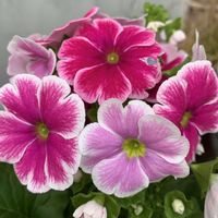 ノースポール,リナリア,プリムラオブコニカ,パンジーローブドゥアントワネットソワレ,庭の画像