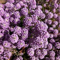 アリッサム,アリッサム,ネモフィラ,ネモフィラ,公園花壇の画像