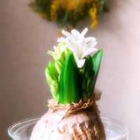 ヒヤシンス,ミモザ,ドライフラワー,ヒヤシンス水栽培,キュンキュン乙女倶楽部の画像