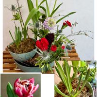 チューリップ,ムスカリ,ユキヤナギ,フラワーアレンジメント,球根植物の画像