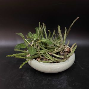 多肉植物,観葉植物,塊根植物,コーデックス,珍奇植物の画像