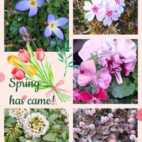 植木鉢,春を待つ,パンビオ大好き,一般ジーの会♪,つなぐ、つながるの画像