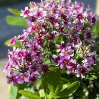 プリムラ,プリムラ マラコイデス,プリムラ　ジュリアン,松野さんの変わり咲き桜草,ピンクの花の画像