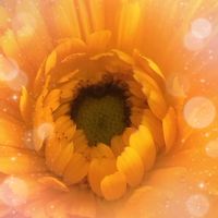 キンセンカ,札幌から,リビング・ダイニングの画像