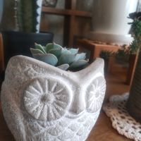 ペチュニア,七福神,シレネ ピンクパンサー(シレネ カロリニアナ),多肉植物,癒されるの画像