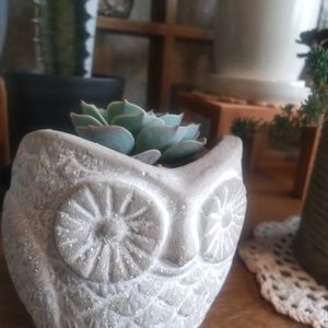 ペチュニア,七福神,シレネ ピンクパンサー(シレネ カロリニアナ),多肉植物,癒されるの画像