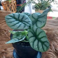 アロカシア,アロカシア　シルバードラゴン,アロカシア　シルバードラゴンの画像