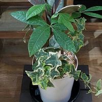 パキラ,フィカス・ティネケの画像