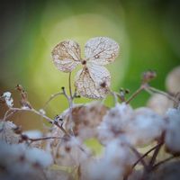 アセビ,ピンクアナベル,モナルダ,ノリウツギ,ガーデニングの画像