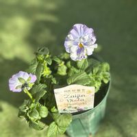 パンジー,ビオラ,zaijinビオラ,ガーデニング,ビオラ・パンジーの画像