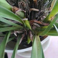 シンビジウム,八重クチナシ,花芽,アイスキャスケード,自宅園芸の画像