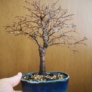 欅.(けやき),盆栽,おうち園芸,焼酎のお供の画像