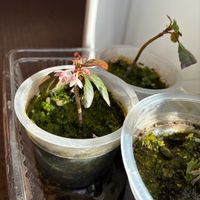 ヤブコウジの画像