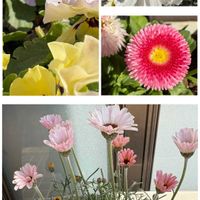 ローダンセマムの画像