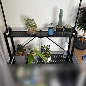 シェフレラ,ガジュマル,ビカクシダ,フィカスプミラ,コルジリネの画像