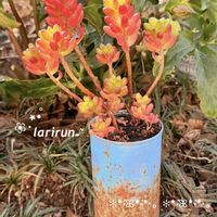 虹の玉,多肉植物,セダム属,タニラー,多肉女子の画像