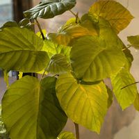 ウンベラータ,フィカス　ウンベラータ,観葉植物,熱帯植物,冬越しの画像