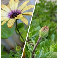 セダム,紅葉,金のなる木,オステオスペルマム,森村万年草の画像