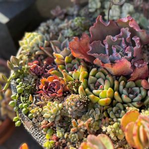 多肉植物いろいろ,多肉植物寄せ植え,可愛い,お気に入り♡,紅葉多肉の画像