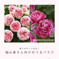 バラ,バラ,ピンクのバラ,ツルバラ,フランボワーズ バニーユの画像