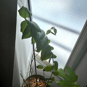 DCM,ブルーベリー　ブルーレイ,寝室の画像