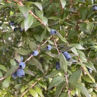 ギンバイカ,ギンバイカ(マートル),地植え,緑が好き,庭の画像