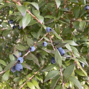 ギンバイカ,ギンバイカ(マートル),地植え,緑が好き,庭の画像