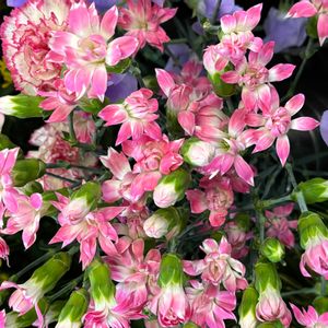 スプレーカーネーションの画像