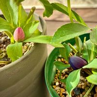 クリスマスローズ,ムスカリ,ミニバラ・モカ,ミ二バラ,ユーフォルビア ピンクフロストの画像