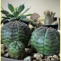 オベサ,オベサ,多肉植物,ユーフォルビア,実生の画像