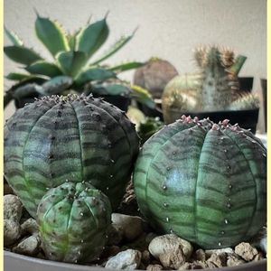 オベサ,オベサ,多肉植物,ユーフォルビア,実生の画像